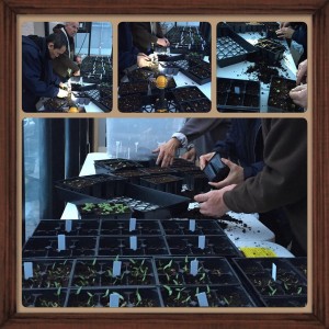 seedlingseparation